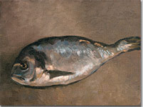 Dorade